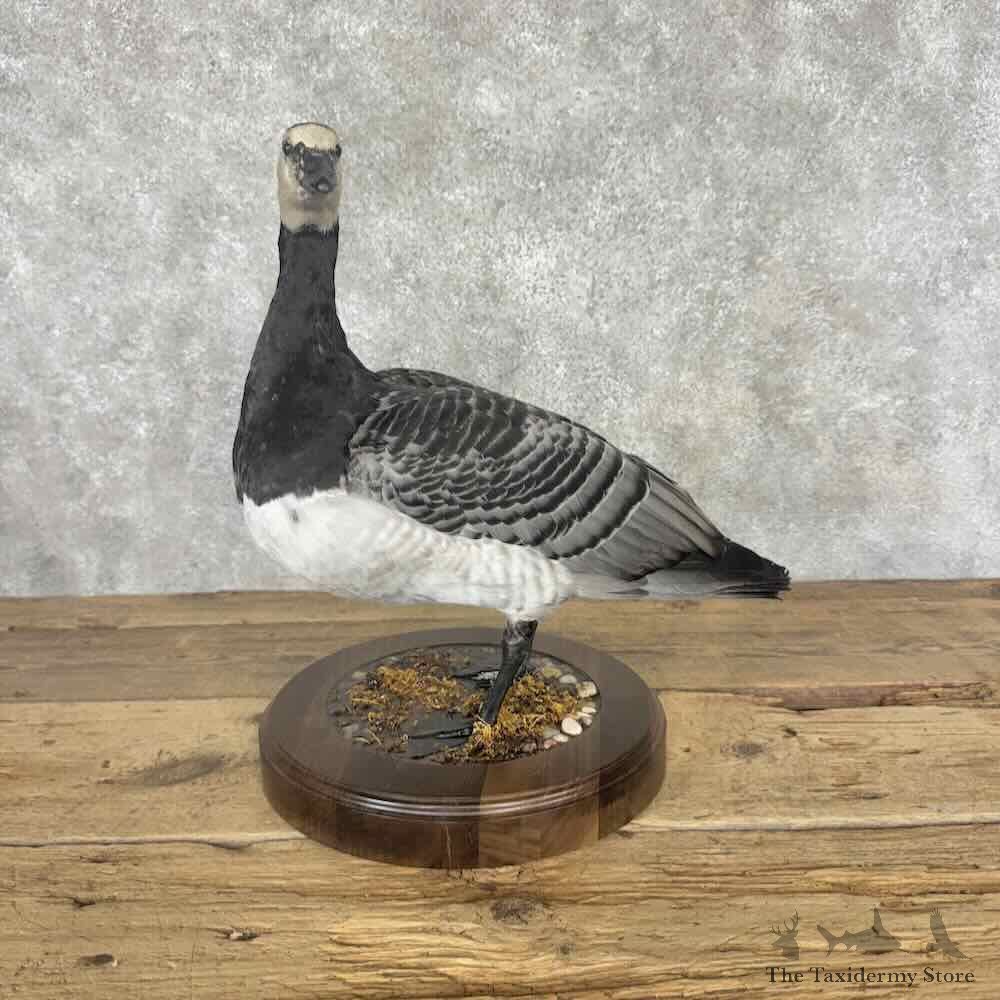 Barnacle Goose Bird Mount For Sale #32055 @ The Taxidermy Store