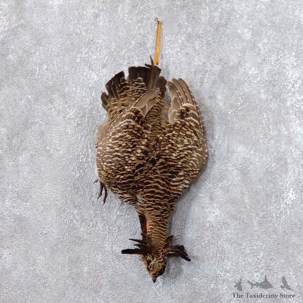 Prairie Chicken Bird Mount For Sale #18668 @ The Taxidermy Store