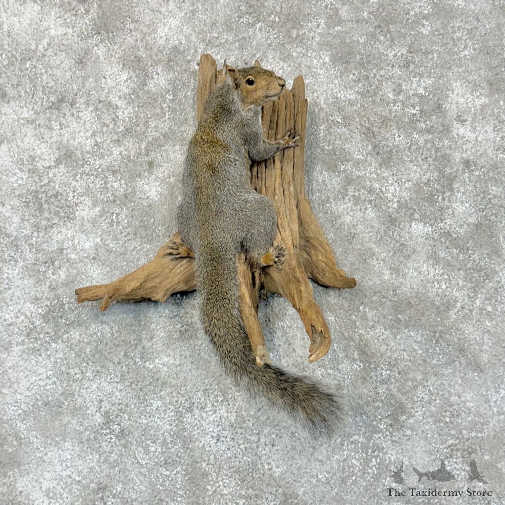 Grey Squirrel Life-Size Mount For Sale #29323 @ The Taxidermy Store