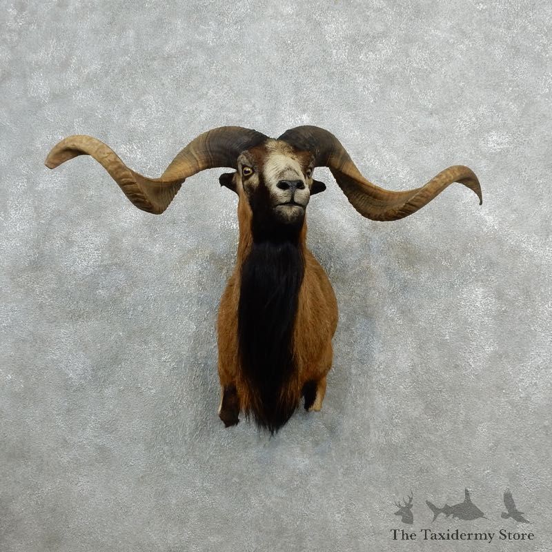 Corsican Ram Shoulder Mount For Sale #18076 @ The Taxidermy Store
