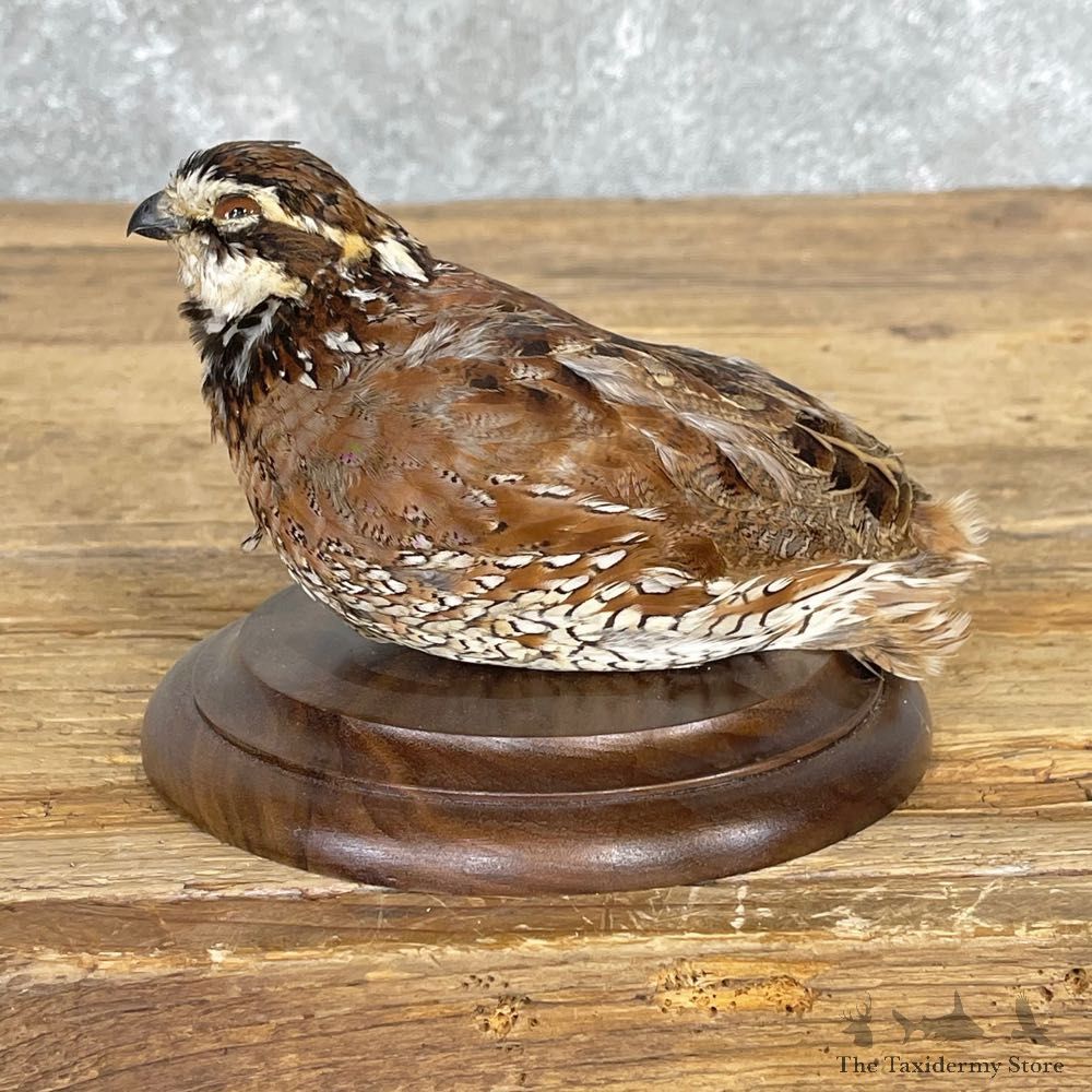 Bobwhite Quail Bird Mount For Sale #24836 @ The Taxidermy Store