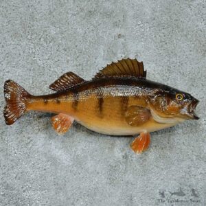 Perch Taxidermy Fish Mount #13336 For Sale @ The Taxidermy Store