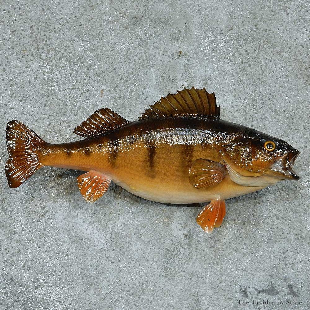 Perch Taxidermy Fish Mount #13336 For Sale @ The Taxidermy Store