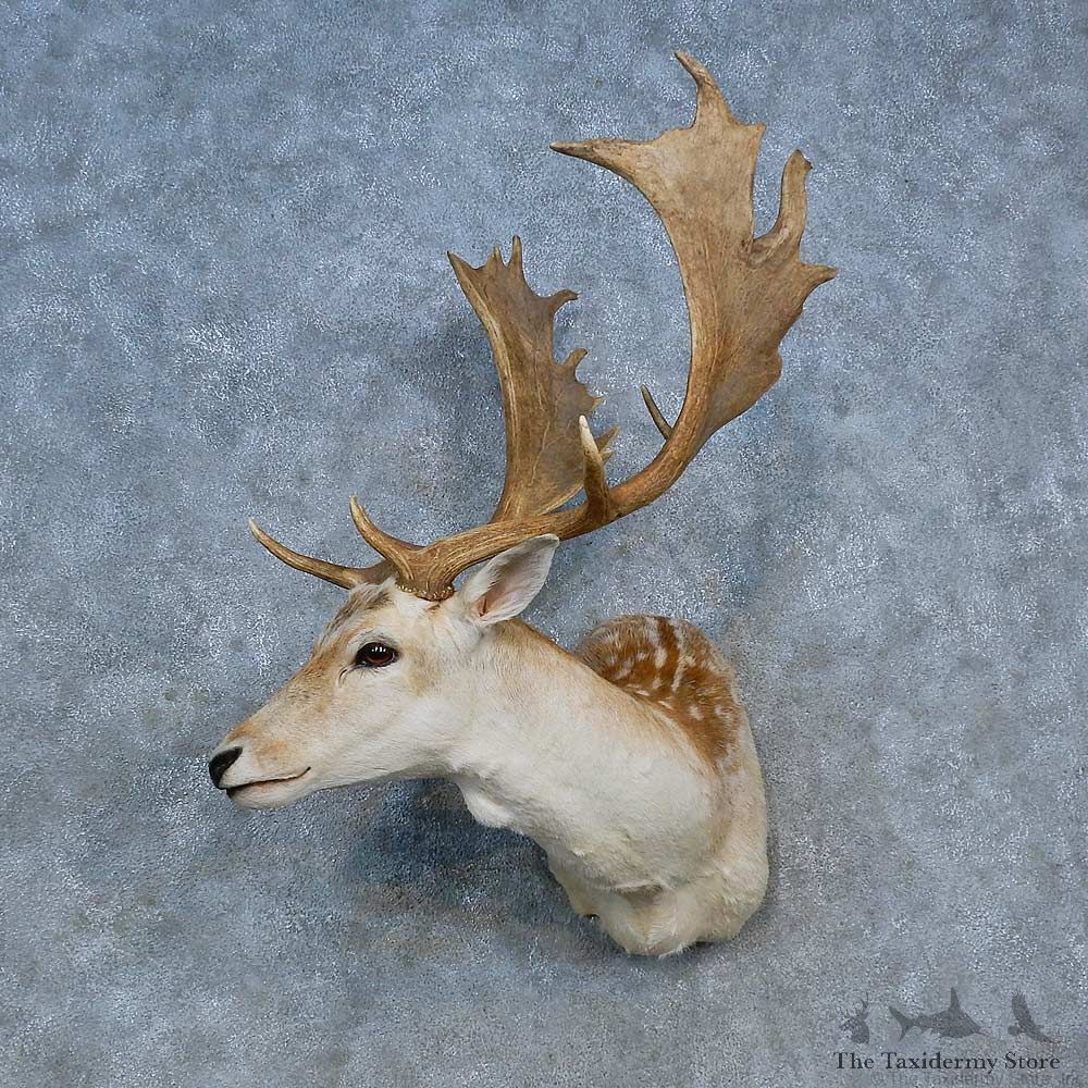 Fallow Deer Shoulder Mount For Sale #15323 @ The Taxidermy Store