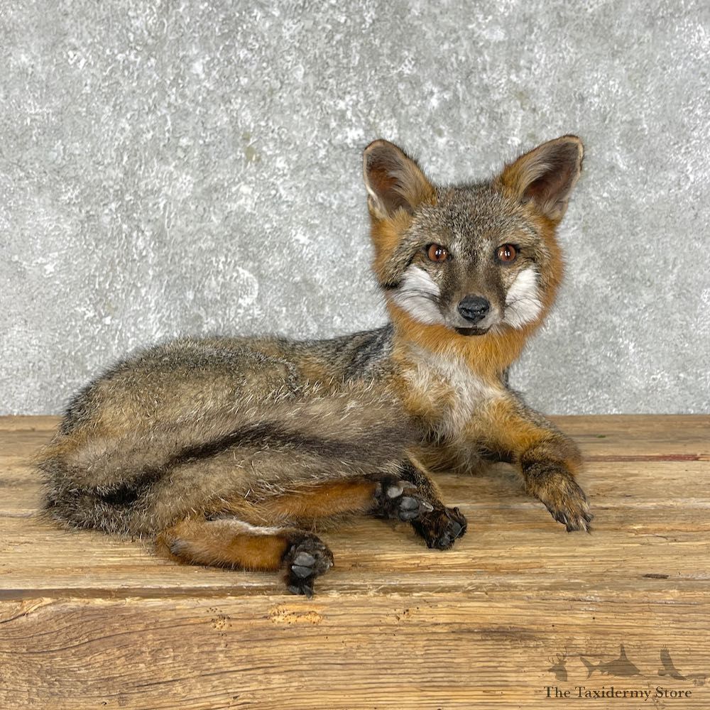 Grey Fox Life-Size Mount For Sale #25284 @ The Taxidermy Store