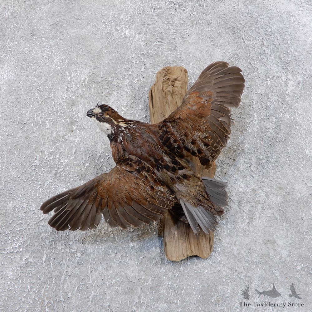 Bobwhite Quail Bird Mount For Sale #18690 @ The Taxidermy Store