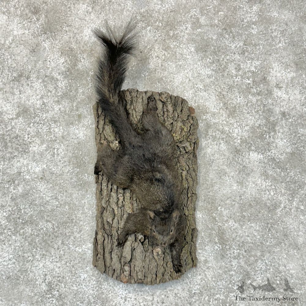 Black Squirrel Life-Size Mount For Sale #29324 @ The Taxidermy Store