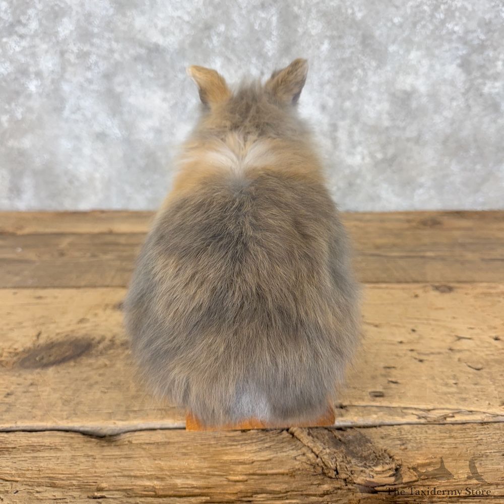Teddy Dwarf Rabbit Life-size Mount For Sale #30196 @ The Taxidermy Store