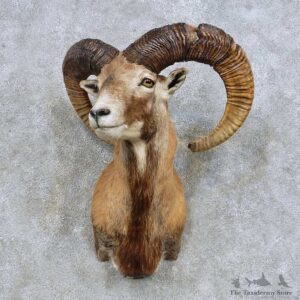Mouflon Ram Shoulder Mount For Sale #14607 @ The Taxidermy Store