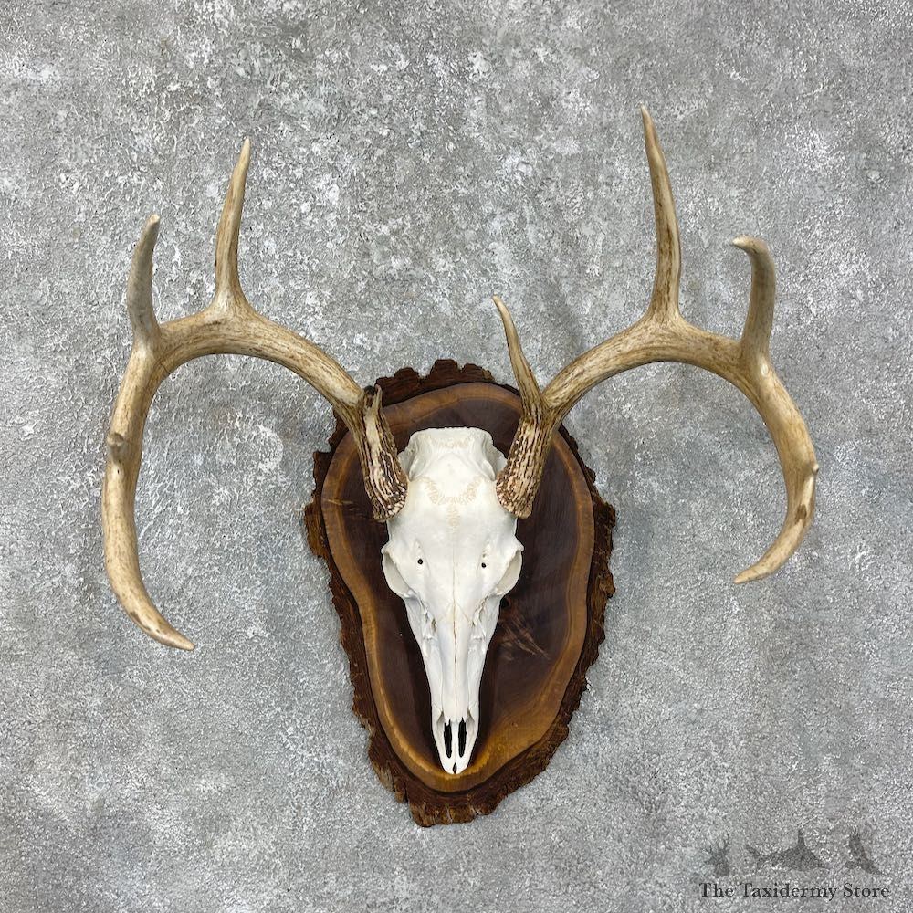 Whitetail Deer Skull European Mount For Sale #25601 @ The Taxidermy Store