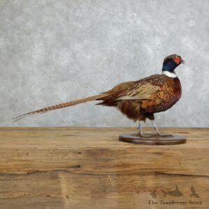 Ringneck Pheasant Bird Mount For Sale #18367 @ The Taxidermy Store