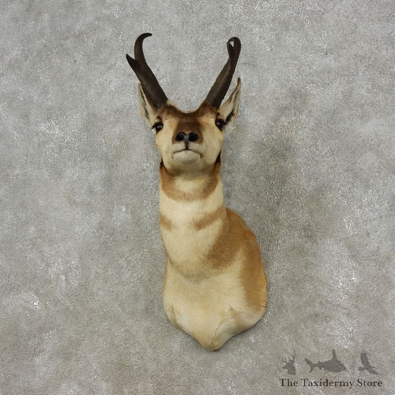 Pronghorn Antelope Shoulder Mount For Sale #17318 @ The Taxidermy Store