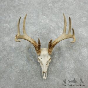 Whitetail Deer Skull European Mount For Sale #18082 @ The Taxidermy Store