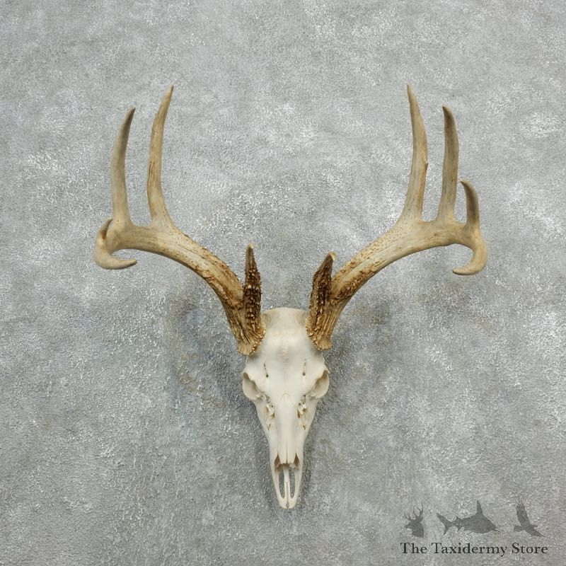 Whitetail Deer Skull European Mount For Sale #18082 @ The Taxidermy Store