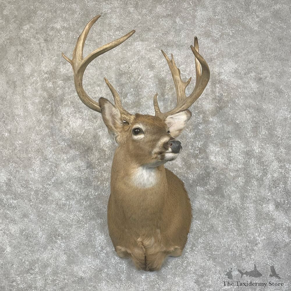 Whitetail Deer Shoulder Mount For Sale #28056 - The Taxidermy Store