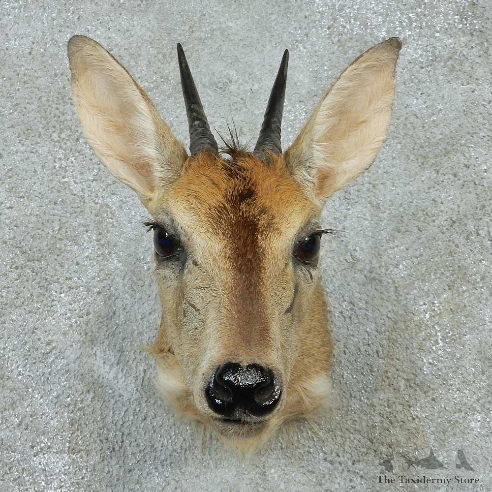 African Grey Duiker Shoulder Mount #13601 For Sale @ The Taxidermy Store