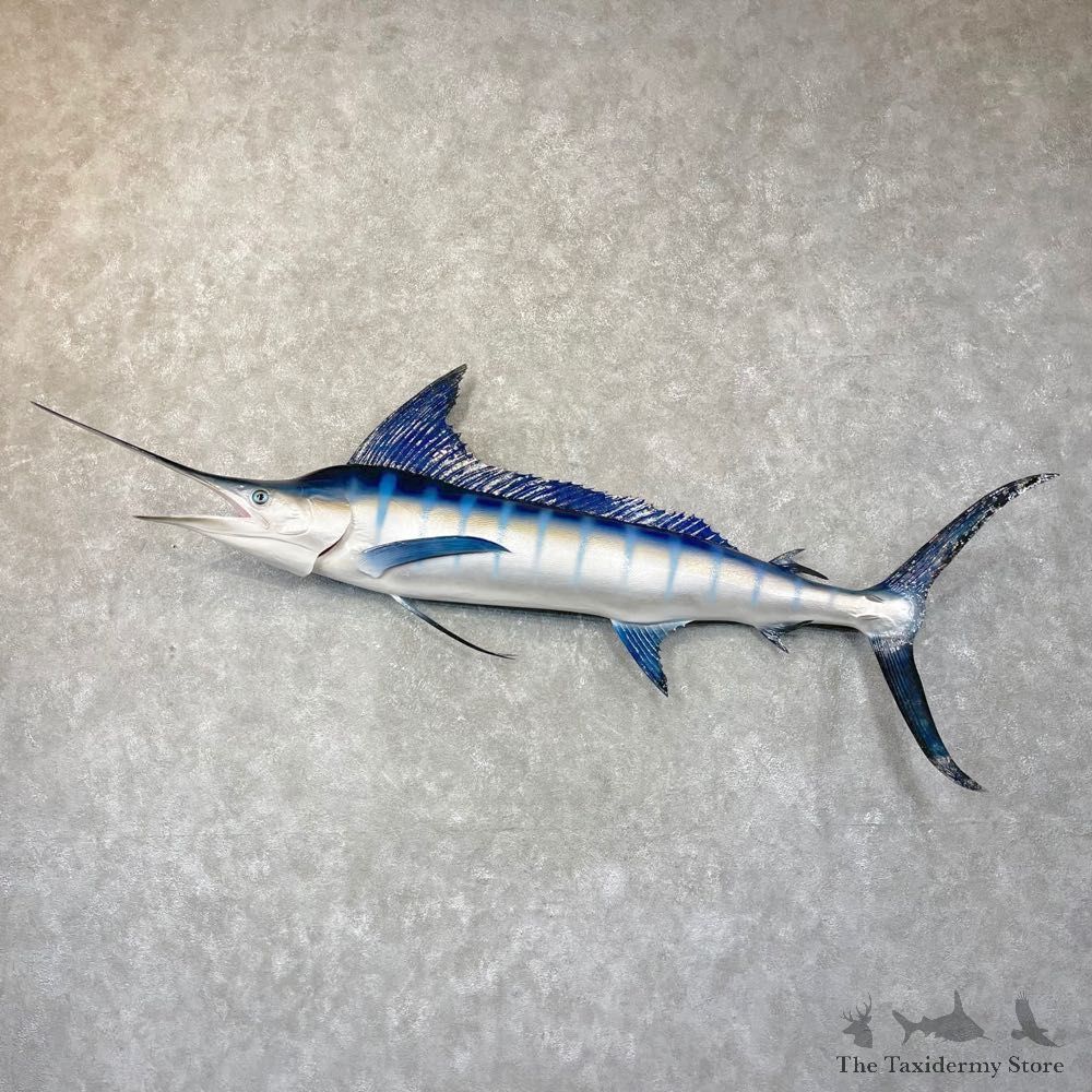 Striped Marlin Fish Mount For Sale #24931 @ The Taxidermy Store