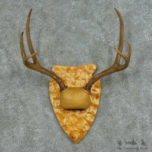 Rocky Mountain Elk Skull & Horns Mount #13683 For Sale @ The Taxidermy Store