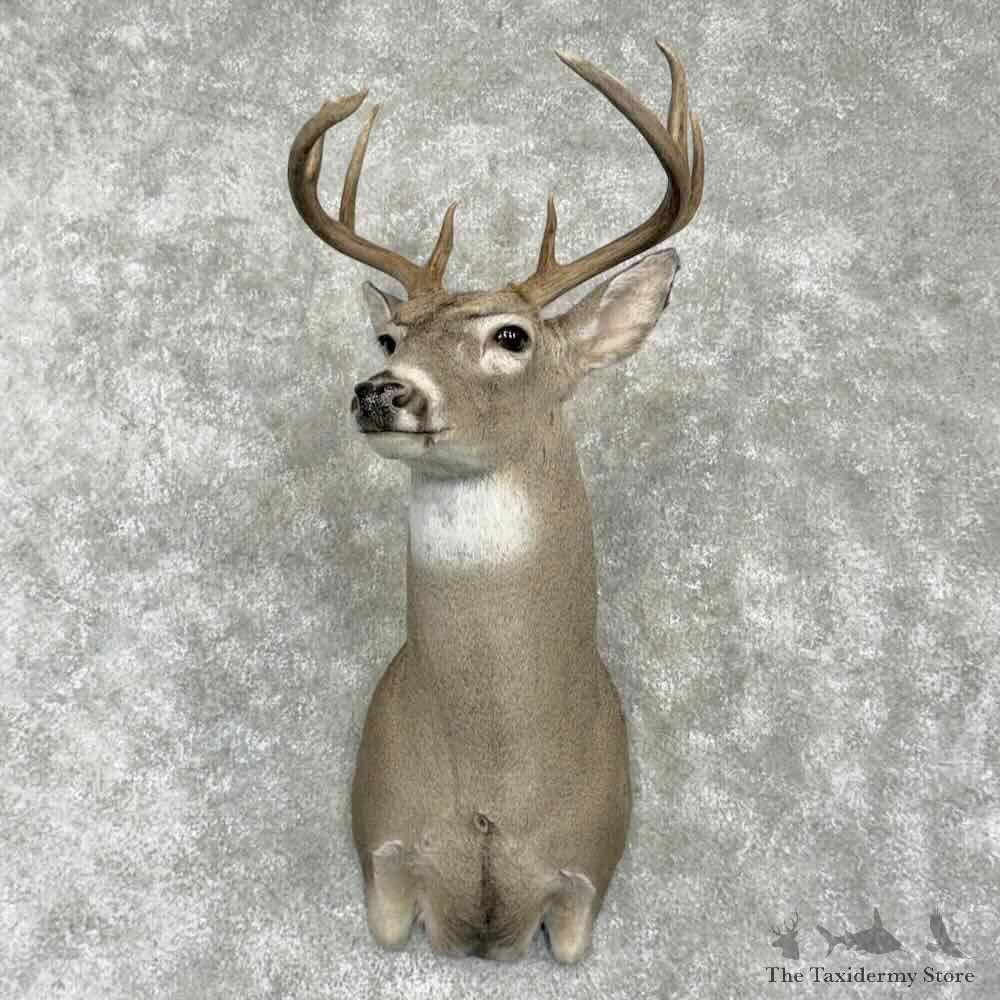 Columbia Whitetail Deer Shoulder Mount For Sale #31771 @ The Taxidermy Store