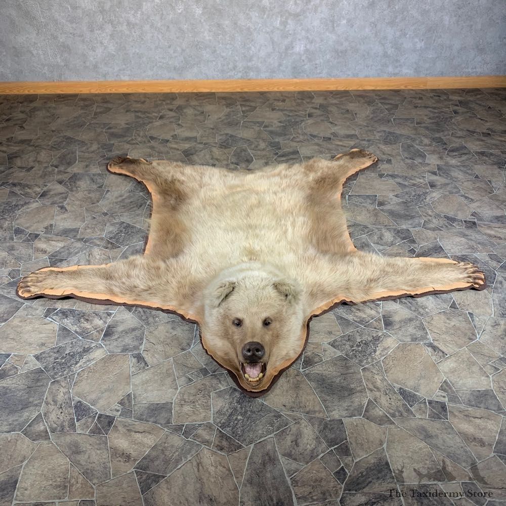 Grizzly Bear Taxidermy Rug Mount For Sale #24014 @ The Taxidermy Store