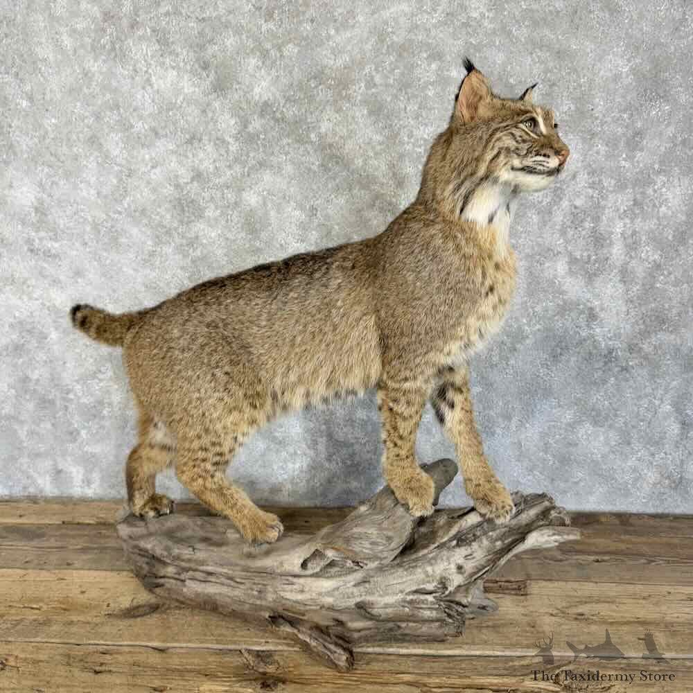 Bobcat Life-Size Mount For Sale #30723 @ The Taxidermy Store