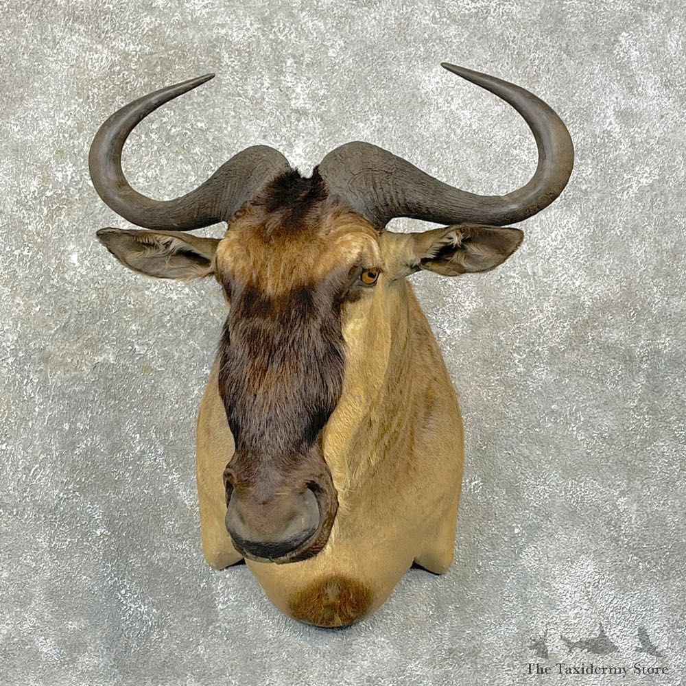 Golden Wildebeest Shoulder Mount For Sale #24761 @ The Taxidermy Store