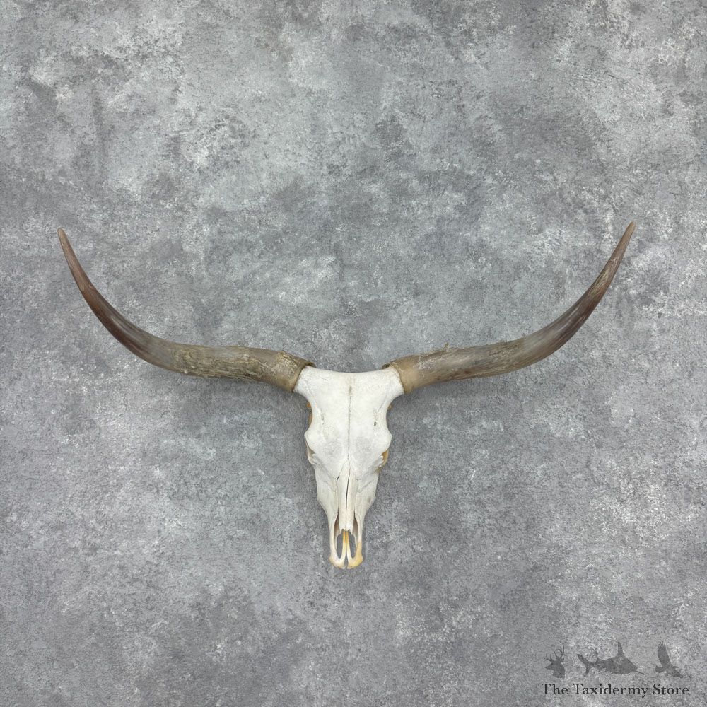 Longhorn Steer Skull European Mount For Sale #32408 @ The Taxidermy Store