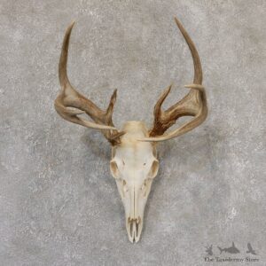 Whitetail Deer Skull European Mount For Sale #19026 @ The Taxidermy Store