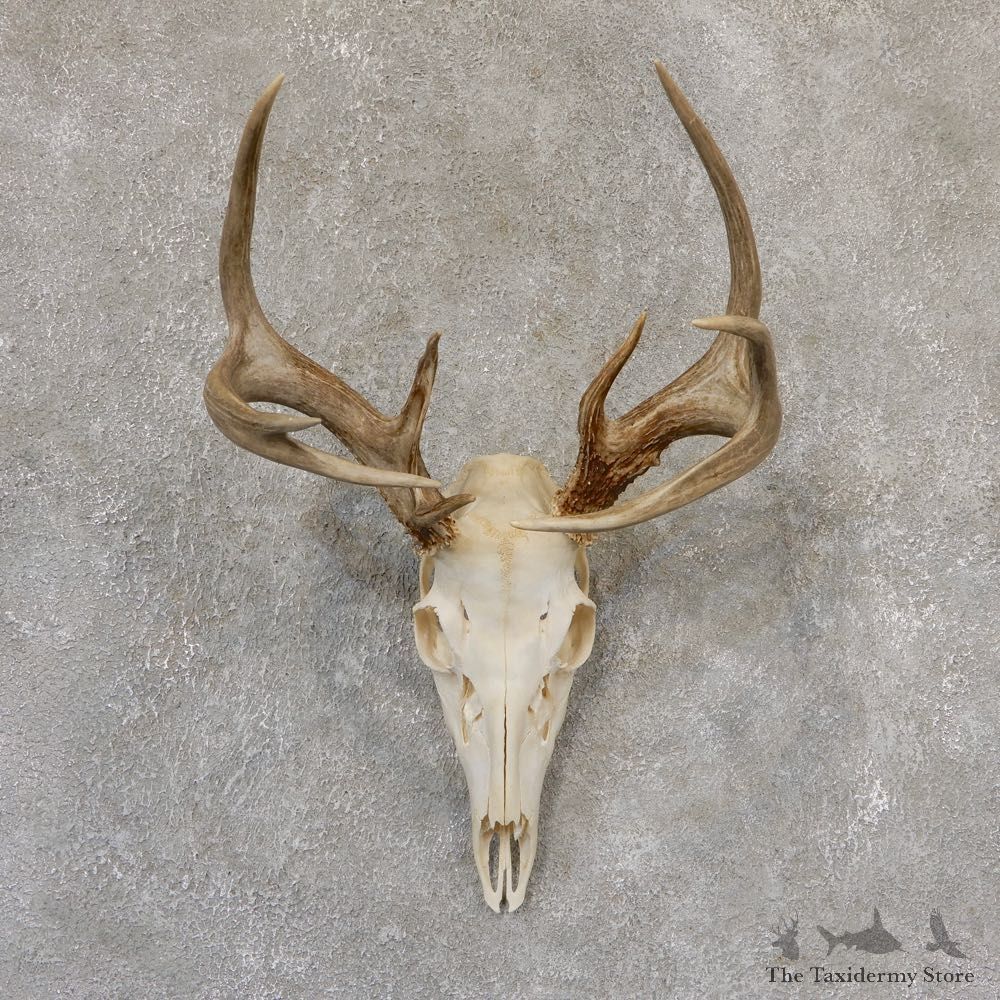 Whitetail Deer Skull European Mount For Sale #19026 @ The Taxidermy Store