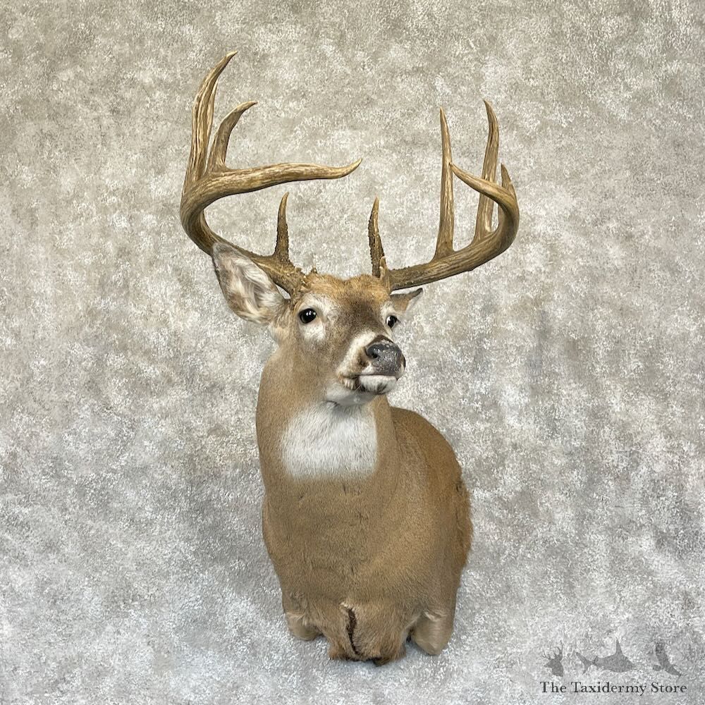 Whitetail Deer Shoulder Mount For Sale #28271 - The Taxidermy Store