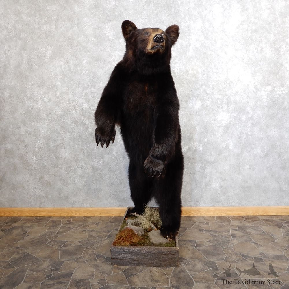 Black Bear Life-Size Mount For Sale #18600 @ The Taxidermy Store