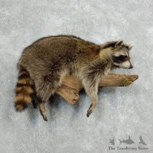 Wall-Hanging Raccoon Mount For Sale #18125 @ The Taxidermy Store