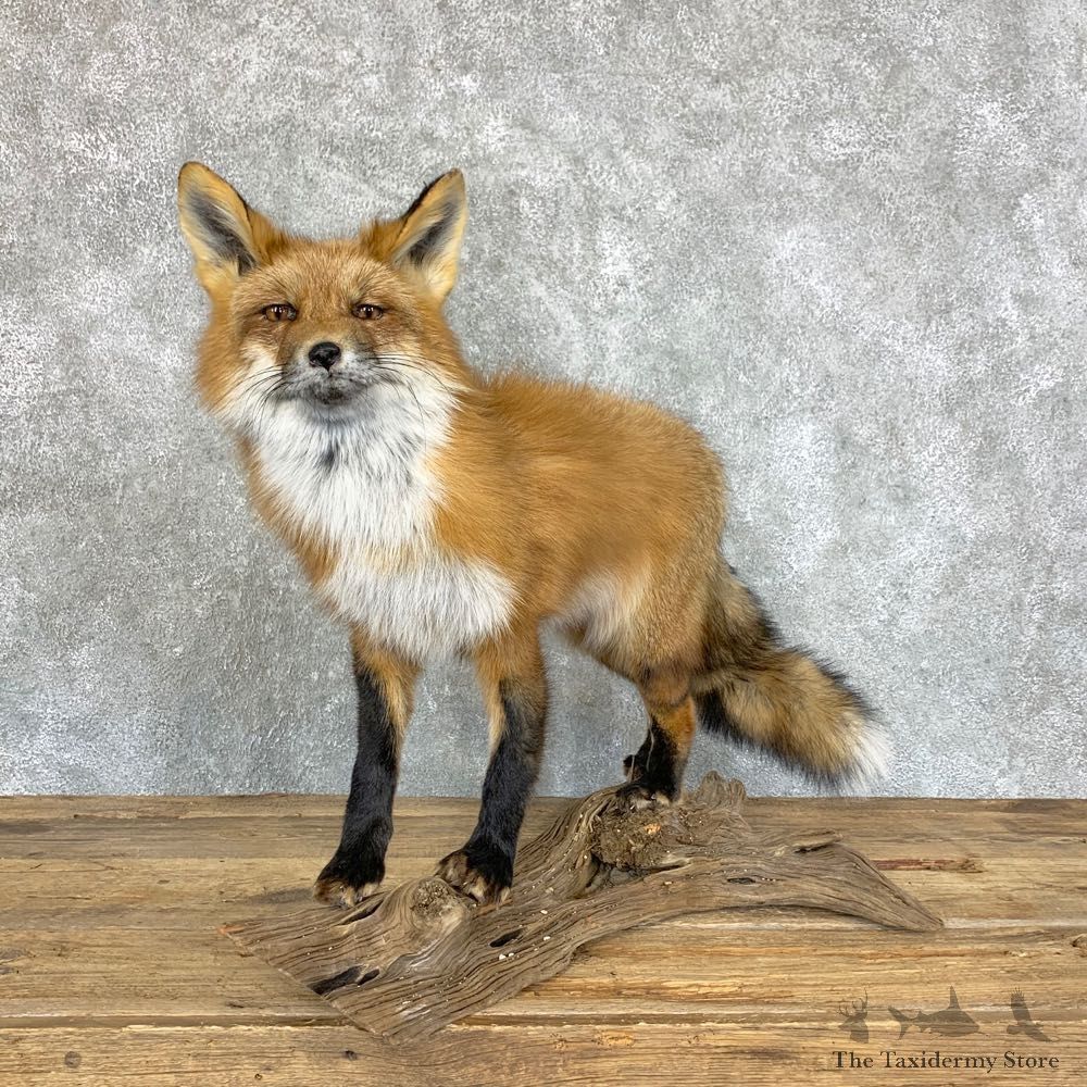 Red Fox Life-Size Mount For Sale #22455 @ The Taxidermy Store