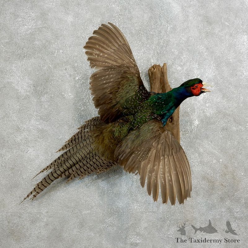 Green Pheasant Taxidermy Mount #17657 For Sale @ The Taxidermy Store