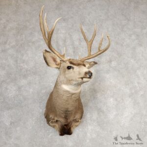 Mule Deer Shoulder Mount For Sale #21070 @ The Taxidermy Store