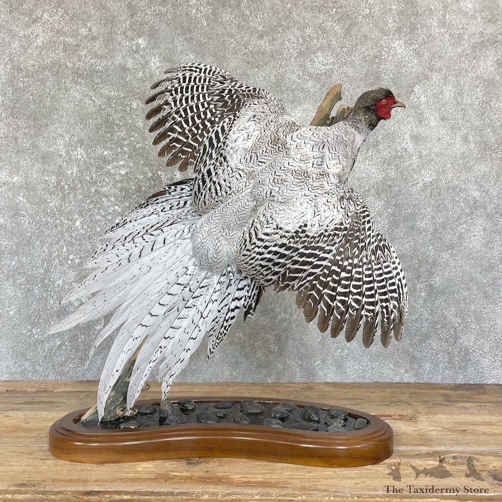 Silver/Ringneck Cross Pheasant Life-Size Mount #26445 For Sale @ The Taxidermy Store