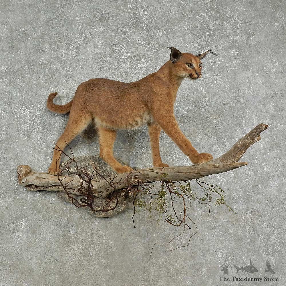African Caracal Life-Size Mount For Sale #16957 @ The Taxidermy Store