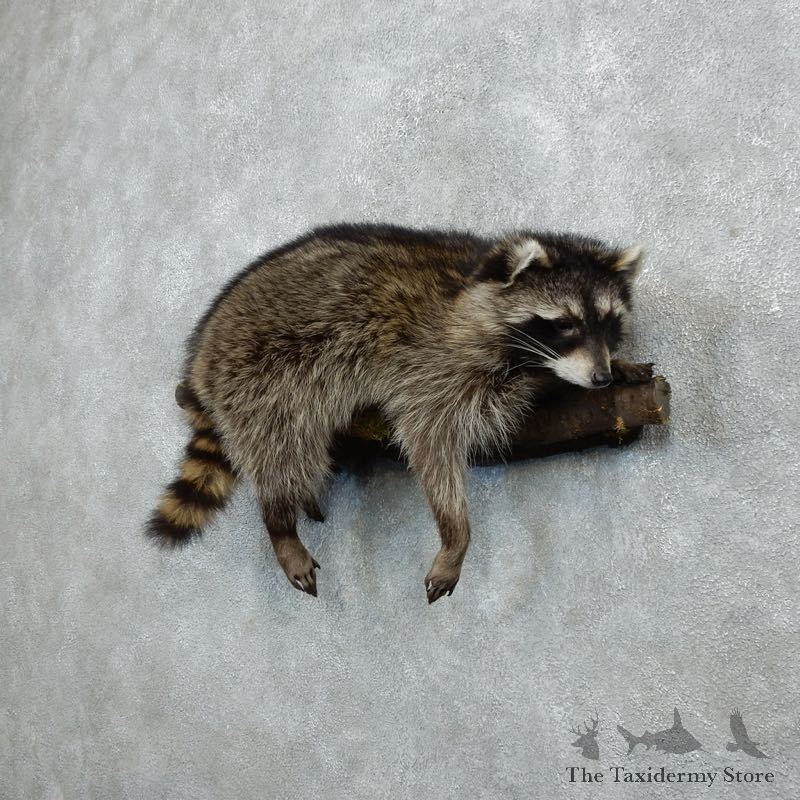 Wall-Hanging Raccoon Mount For Sale #18276 @ The Taxidermy Store