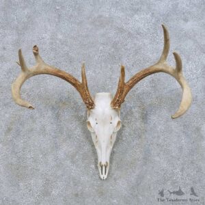 Whitetail Deer Skull European Mount For Sale #14639 @ The Taxidermy Store