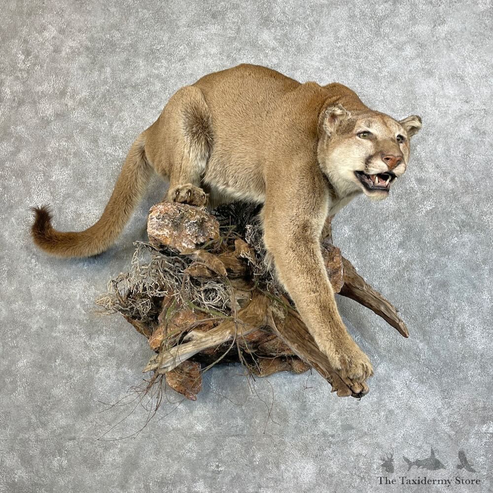 Mountain Lion Cougar Life-Size Mount For Sale #27465 @ The Taxidermy Store