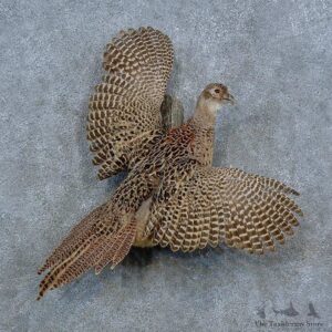 Ringneck Hen Pheasant Bird Mount For Sale #15433 @ The Taxidermy Store