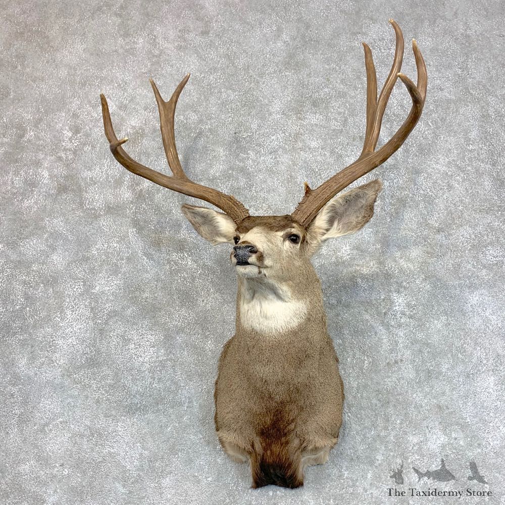 Mule Deer Shoulder Mount For Sale #22793 @ The Taxidermy Store