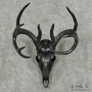 Whitetail Deer Painted Skull Horns European Mount #13822 For Sale @ The Taxidermy Store