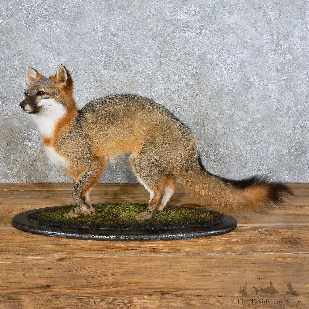 Gray Fox Life-Size Mount For Sale #15893 @ The Taxidermy Store