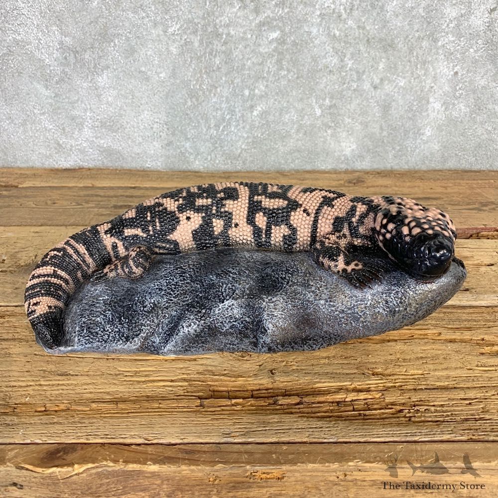 Gila Monster Replica Mount For Sale #21688 @ The Taxidermy Store