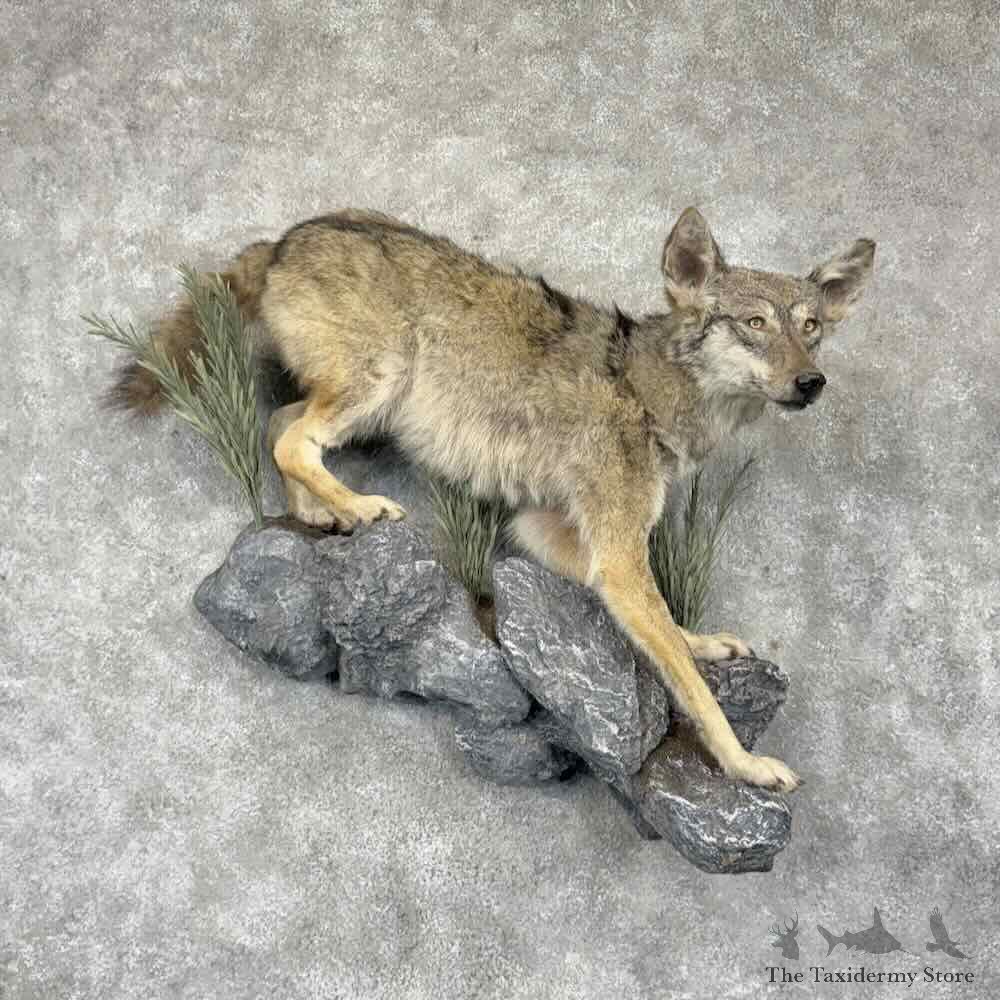 Coyote Life-Size Mount For Sale #31637 @ The Taxidermy Store
