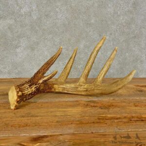 Whitetail Deer Antler Shed For Sale #16448 @ The Taxidermy Store