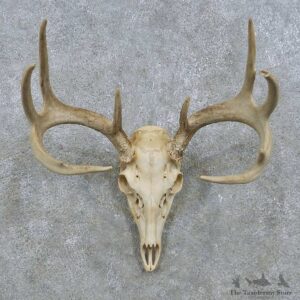 Whitetail Deer Antler Mount For Sale #15145 @ The Taxidermy Store