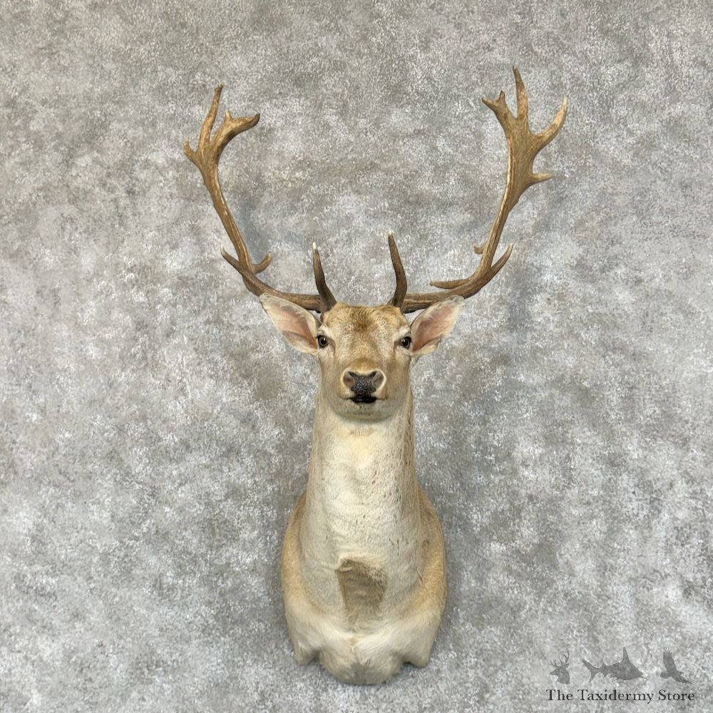 Fallow Deer Shoulder Mount For Sale #29449 @ The Taxidermy Store