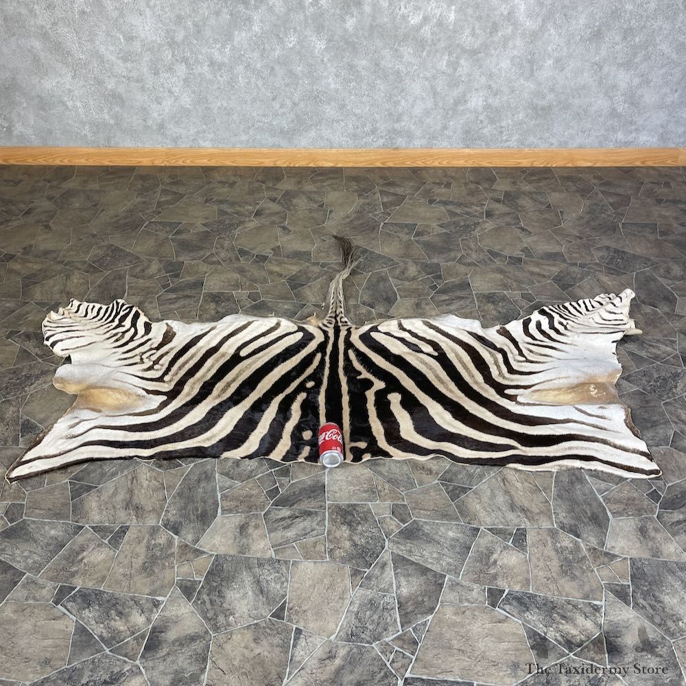 African Zebra Back Hide For Sale #25365 @ The Taxidermy Store